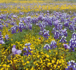 lupines goldfields table mt